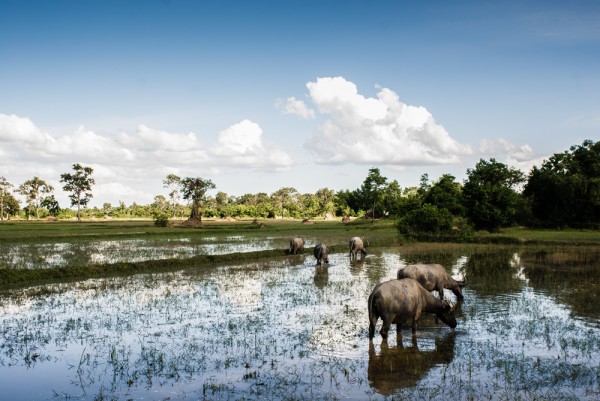 camboya angkor