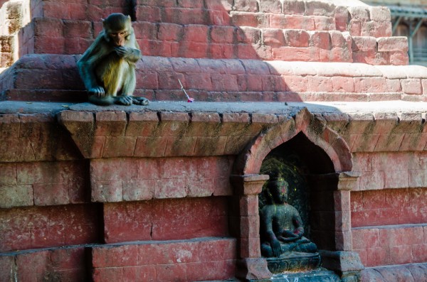 monkey temple