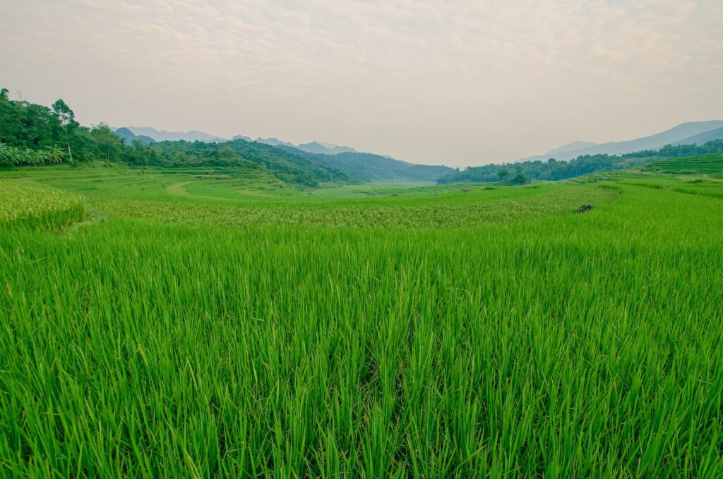 Sapa