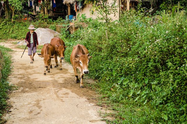 que ver en vietnam - mai chau